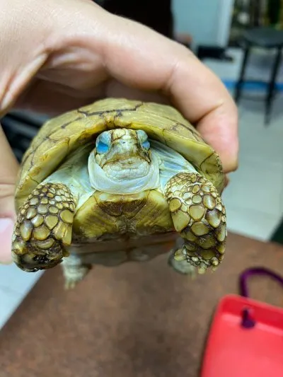 dr pets مركز طبي بيطرى متكامل