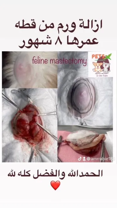 dr pets مركز طبي بيطرى متكامل