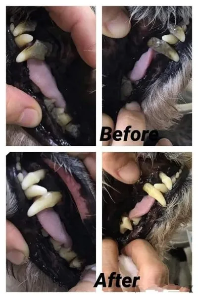 ‏عيادة كفر عبده البيطرية PetZone Veterinary Center