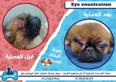 ‏عيادة كفر عبده البيطرية PetZone Veterinary Center