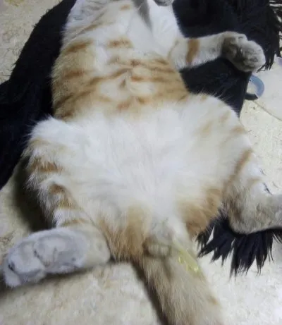 Pet Care Clinic دكتور مصطفى ابراهيم