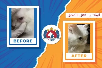 المستشفى البيطرى الكندى