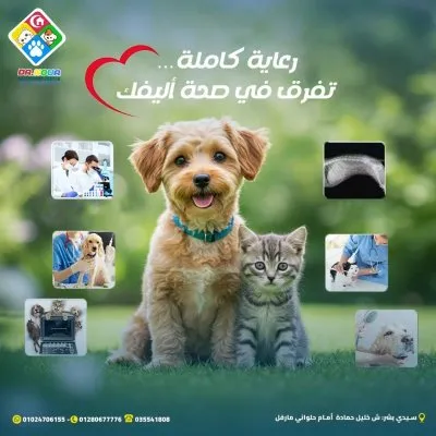 المركز البيطرى دكتور نور لطب وجراحة الحيوان