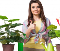 فوائد نبات الحلتيت لصحة الإنسان وعلاج الأمراض