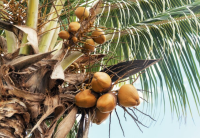 فوائد لب النخيل أو جمار النخل فى التخسيس لا تتوقعها