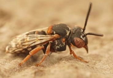 What is a sand fly the diseases it causes and how to treat it