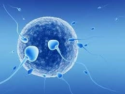 علاج العقم عند الرجال: خطوات التشخيص ووضع خطة علاج مع د. صلاح زيدان