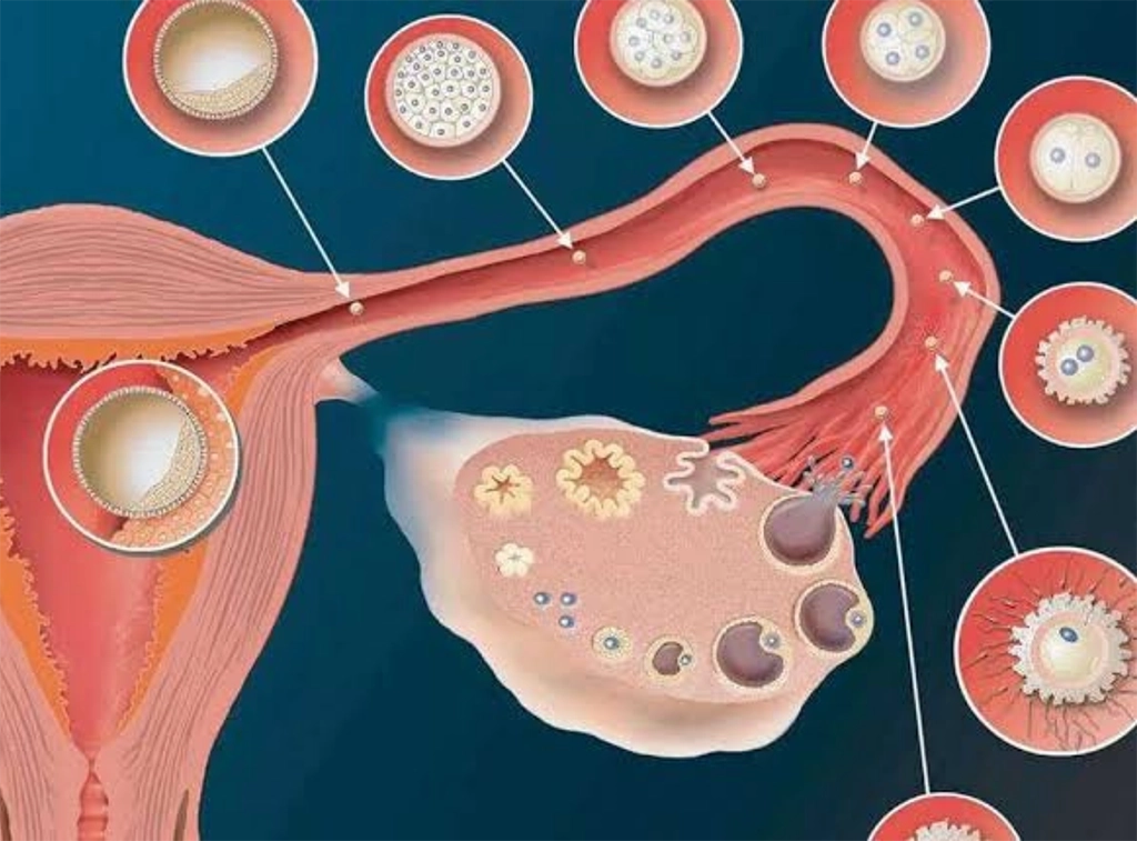 تنشيط التبويض وبرامج الإخصاب المساعد مع دكتور على امام تنشيط التبويض وبرامج الإخصاب المساعد مع دكتور على امام