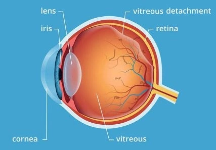أهمية الشبكية ودورها في الرؤية مع دكتور تامر موسى ابراهيم أهمية الشبكية ودورها في الرؤية مع دكتور تامر موسى ابراهيم