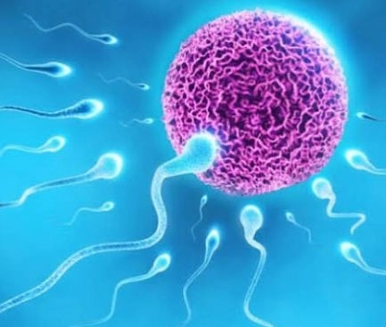 الحقن المجهري وأطفال الأنابيب مع دكتور اسماعيل عماد الدين خليفة 